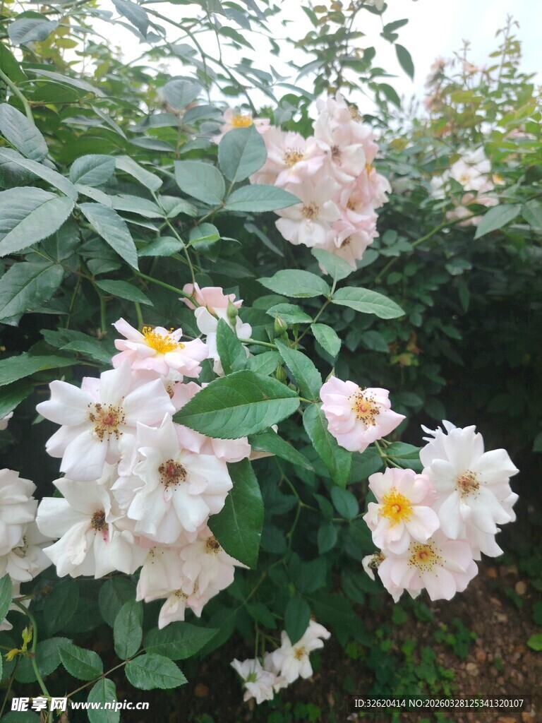 盛开的粉色白色月季花