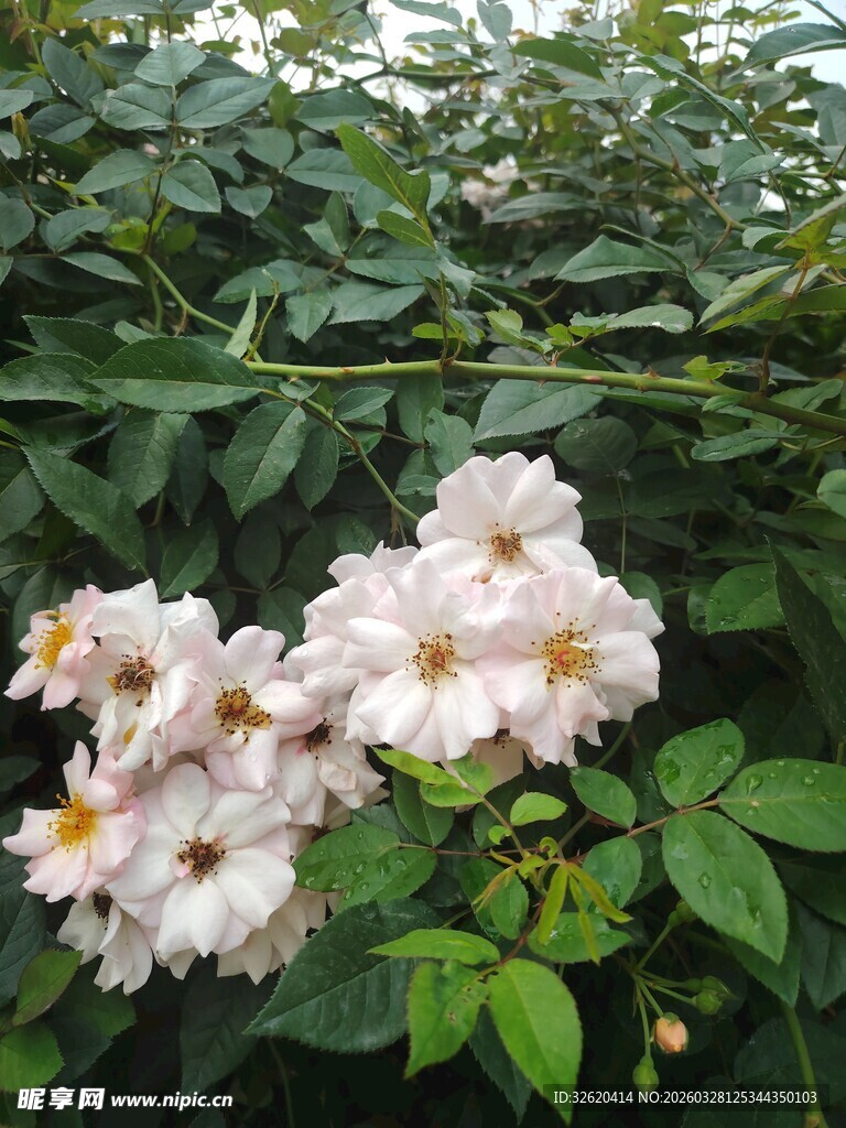 蔷薇绽放于绿叶间