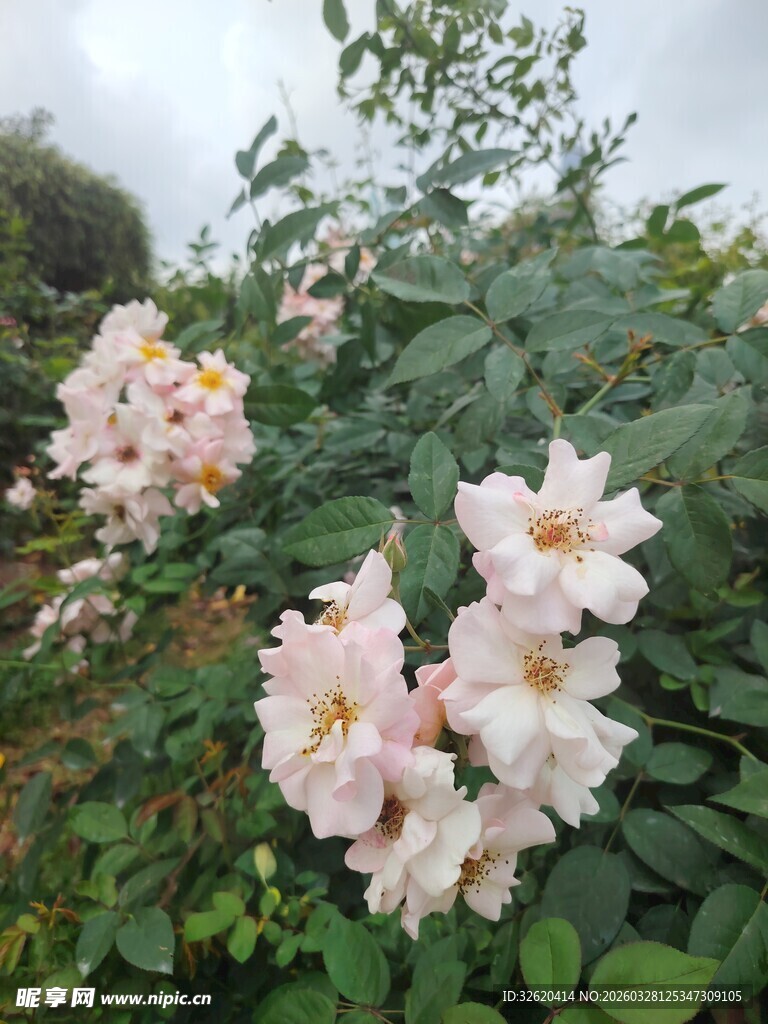 粉色蔷薇绽放绿叶间