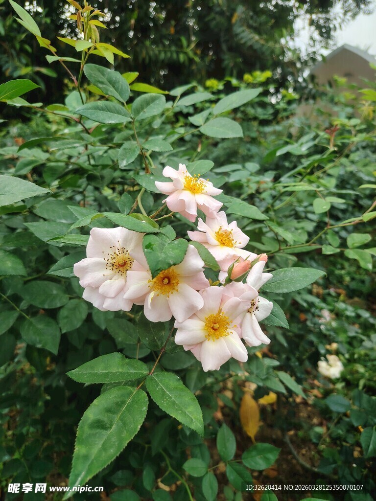 粉色蔷薇绽放绿叶间