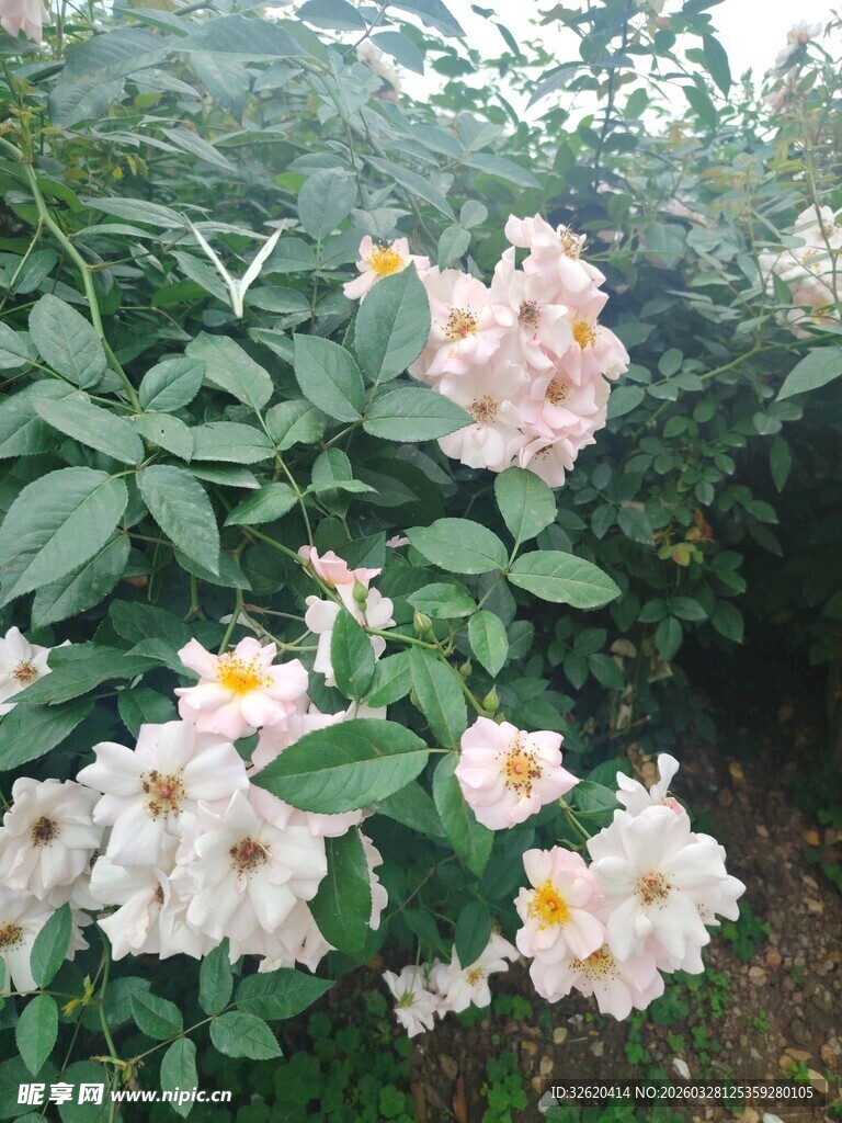 盛开的粉色蔷薇花