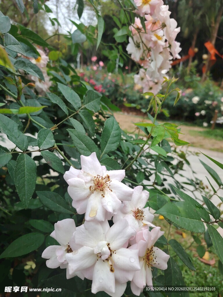 白色繁花绽放于绿叶间