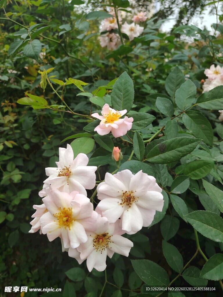 粉色蔷薇绽放绿叶间