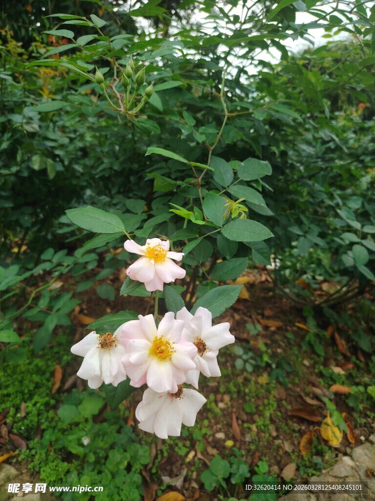 野外绽放的白色花朵