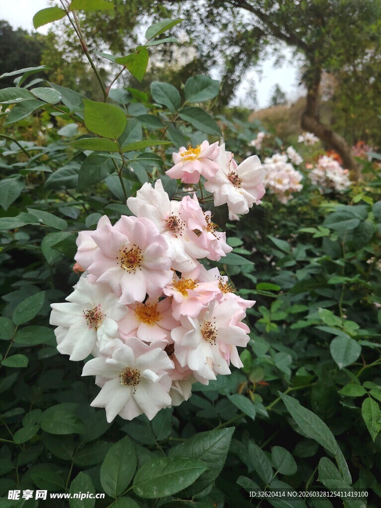 粉色蔷薇绽放于绿叶间