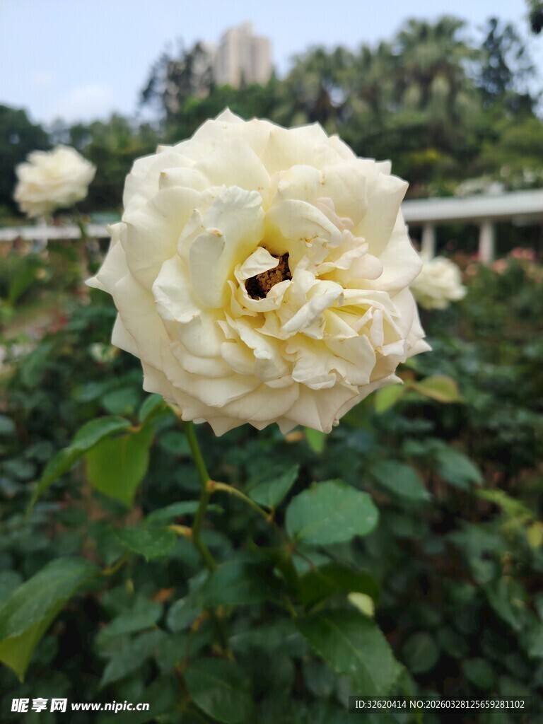 盛开白玫瑰中的蜜蜂