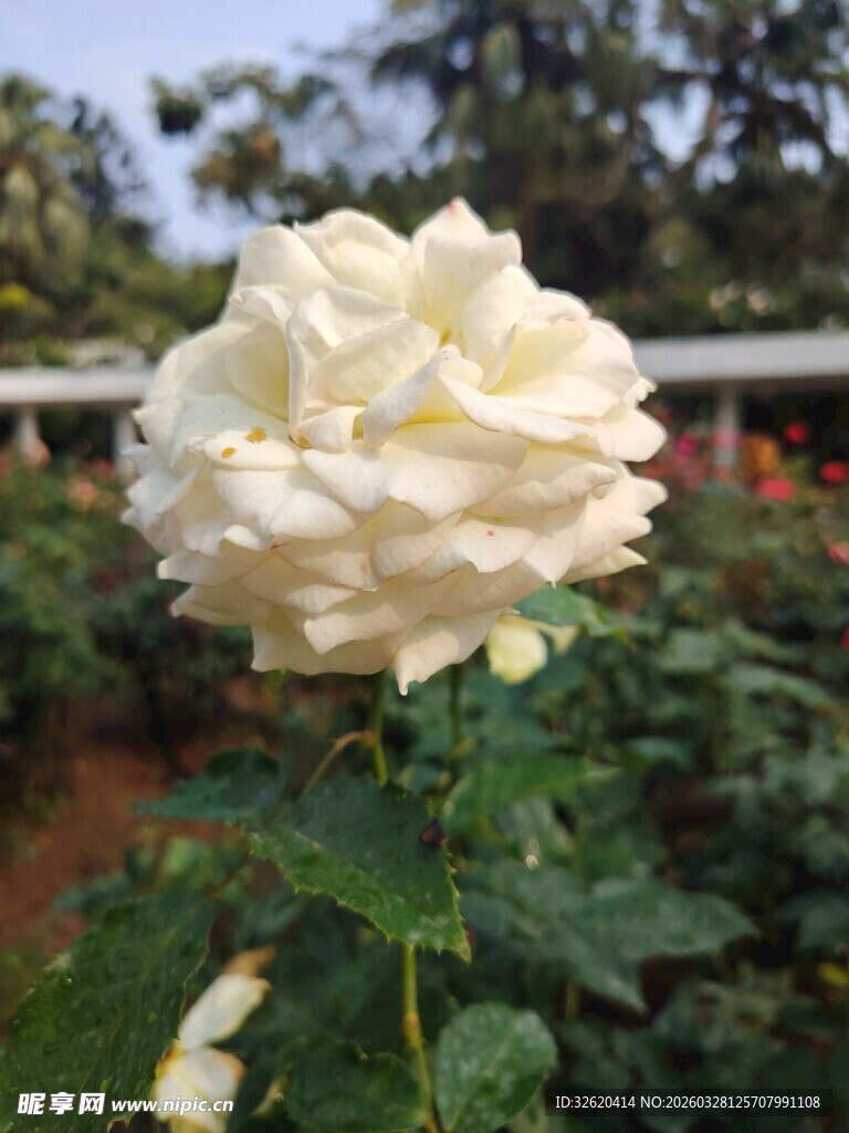 白玫瑰绽放于绿意之中