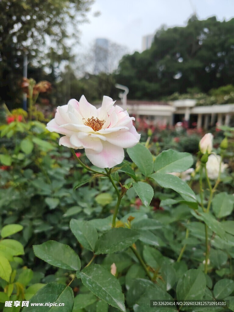 娇艳绽放的花园粉色玫瑰