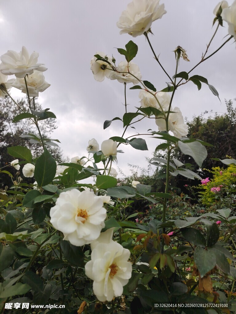 白色蔷薇绽放于绿植间