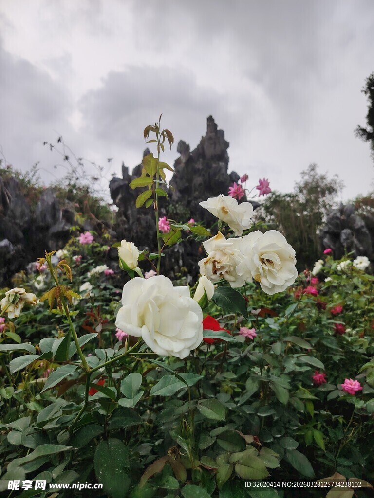 花园中的多彩盛放玫瑰
