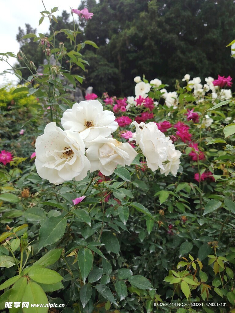 盛放的多彩玫瑰花丛