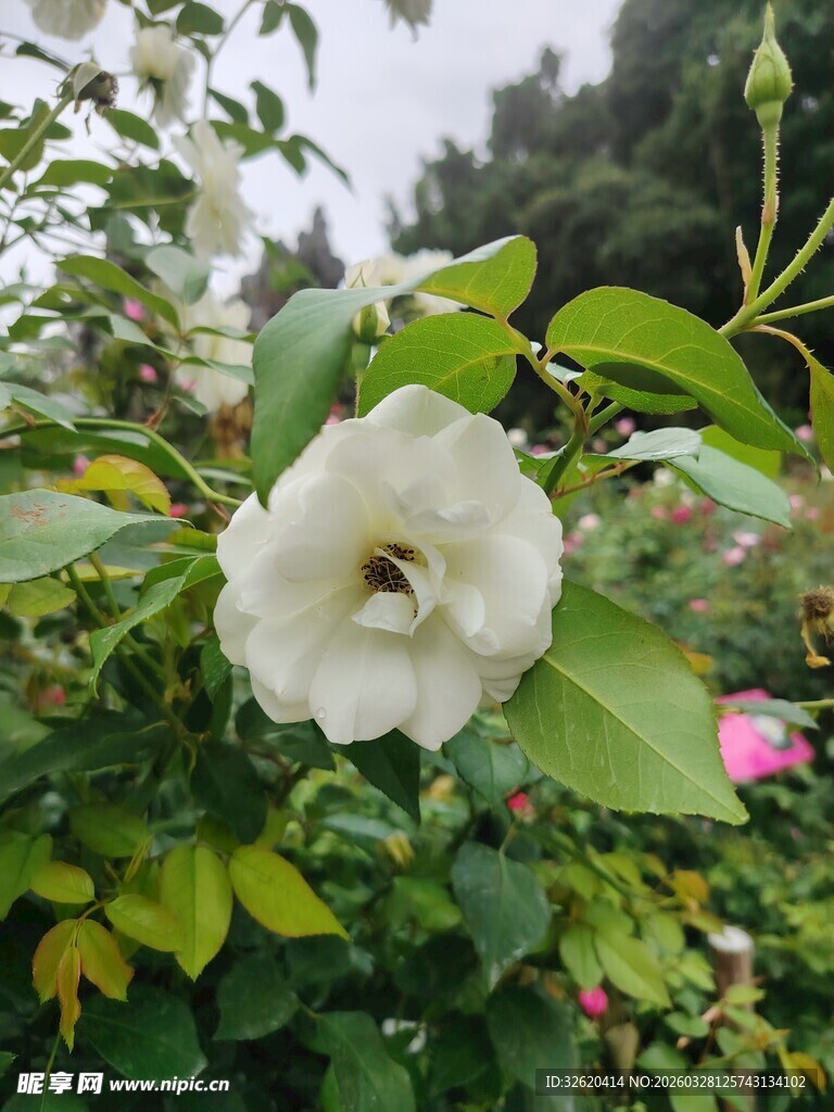 绽放的白色蔷薇