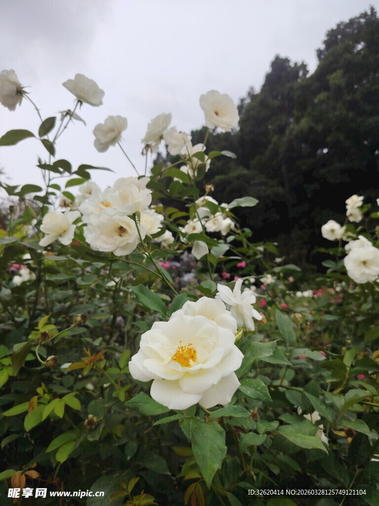 白色月季花绽放于绿叶间