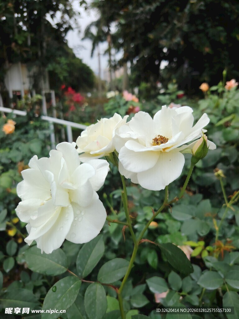 洁白玫瑰绽放于绿植间