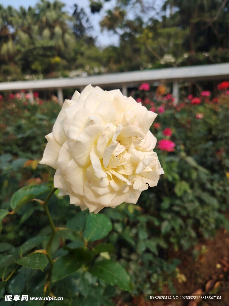 白玫瑰绽放于绿植间