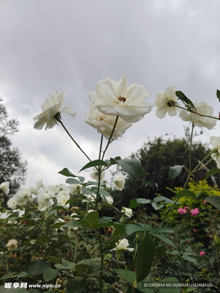 白花绽放于绿植间