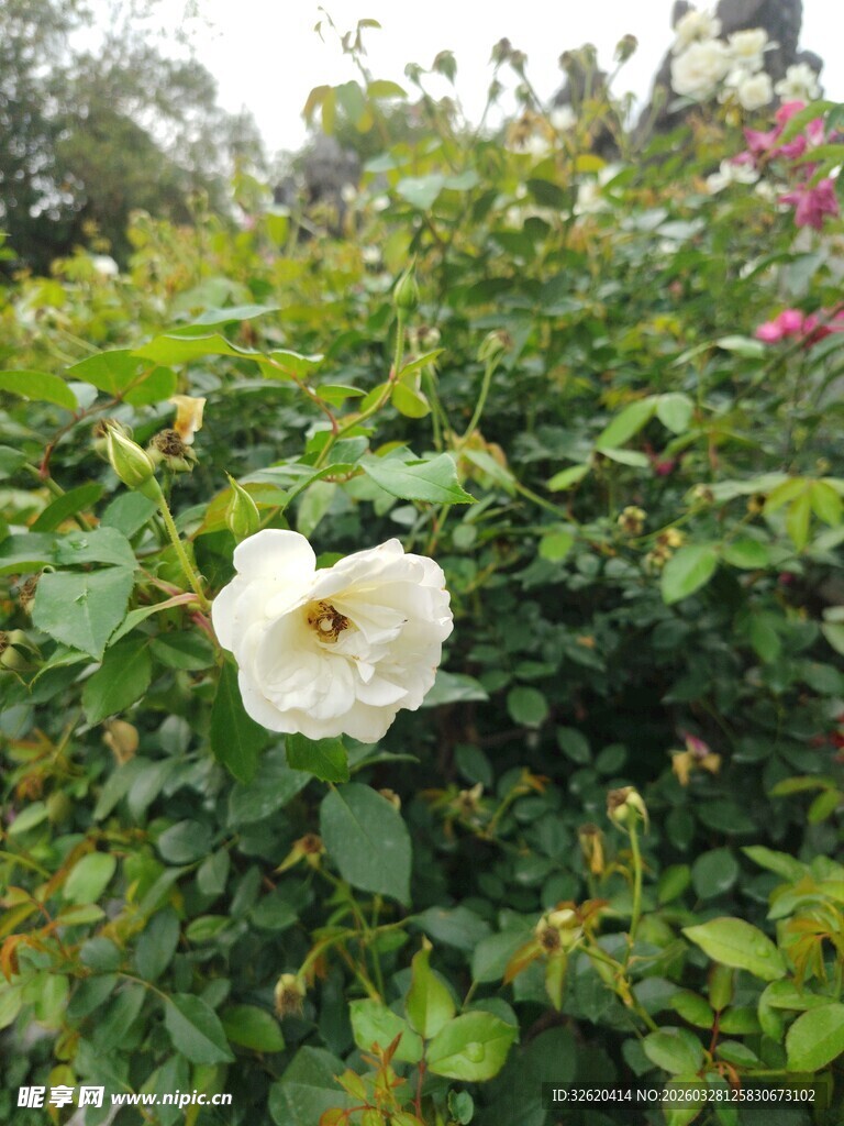 白色蔷薇绽放绿叶间