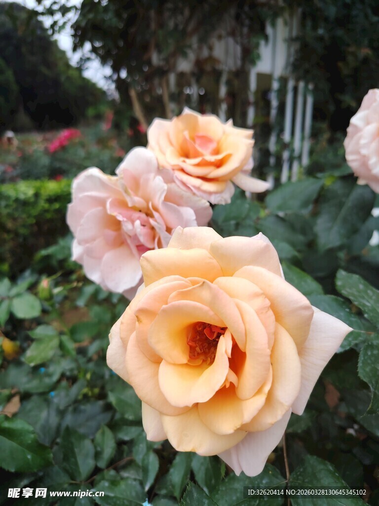 月季花