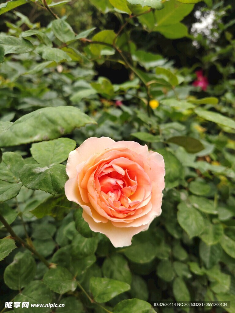 月季花
