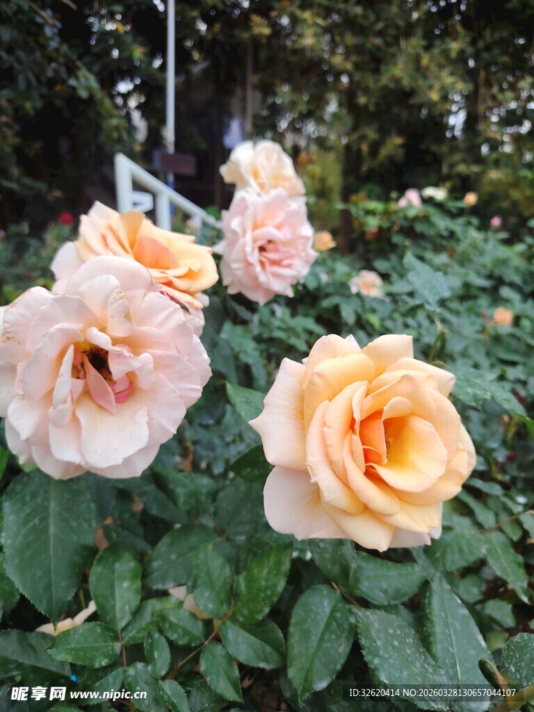 娇艳玫瑰绽放于绿叶间