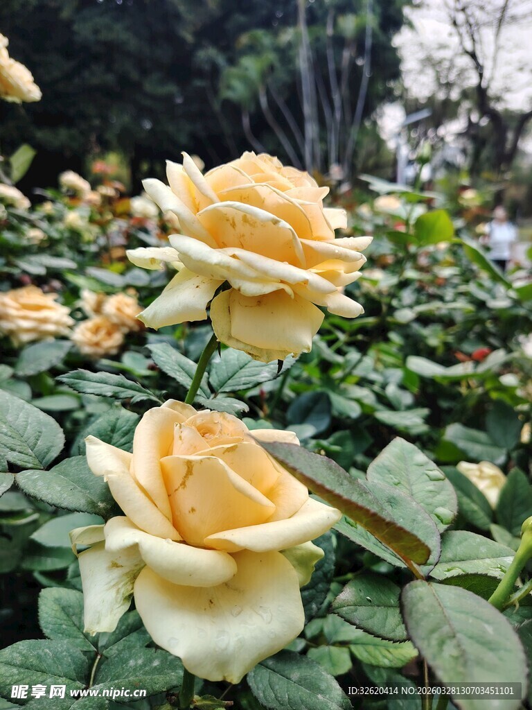 黄玫瑰绽放于绿叶间