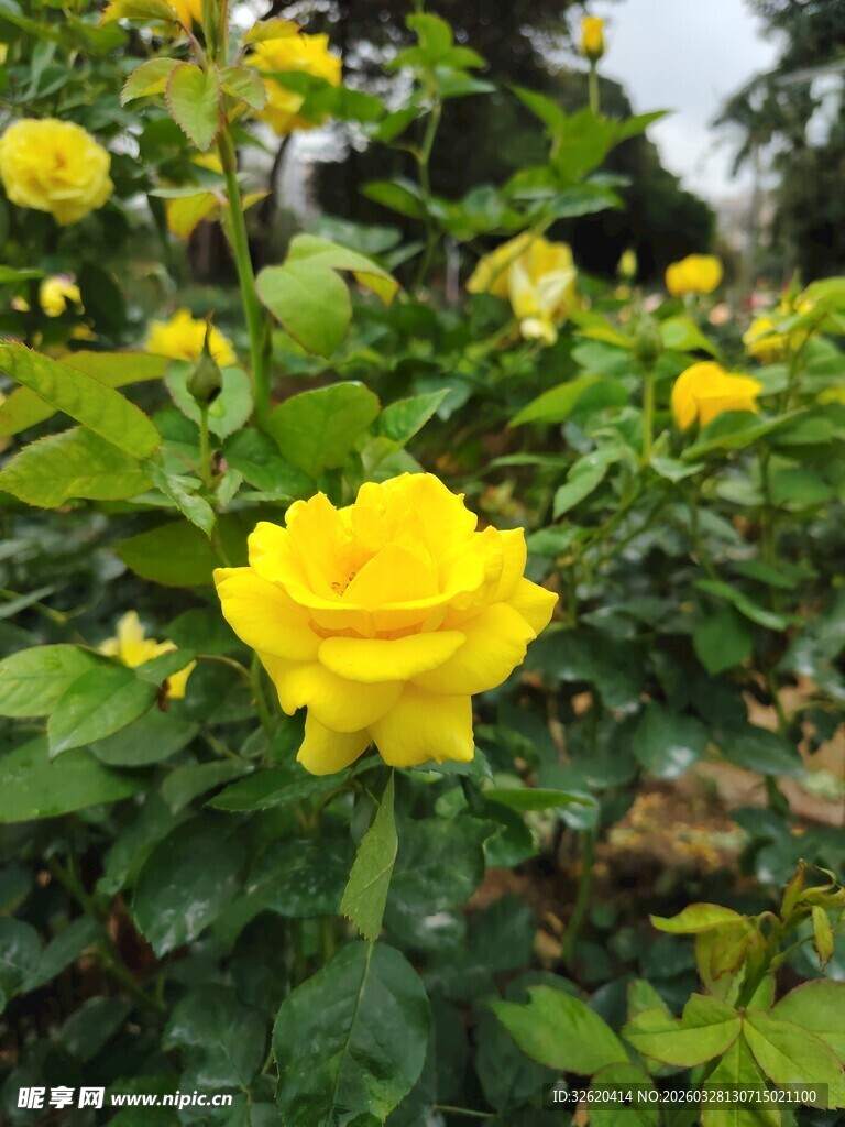 娇艳黄玫瑰绽放绿叶间