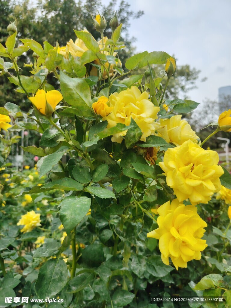 盛开的黄色花卉