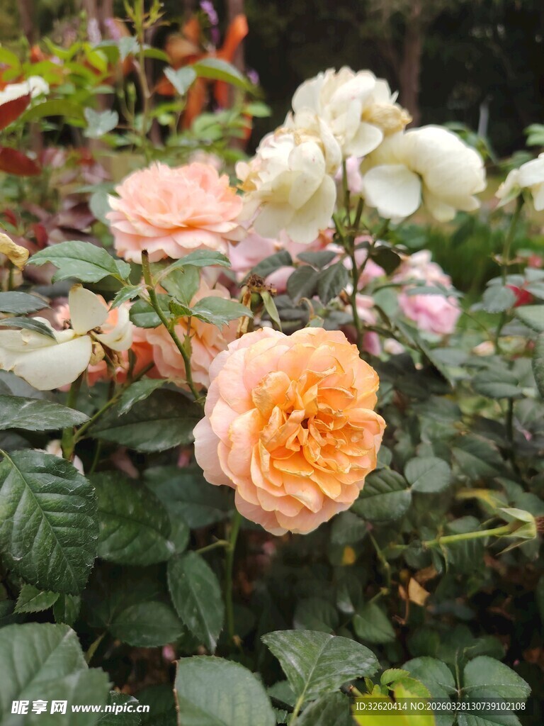 玫瑰花
