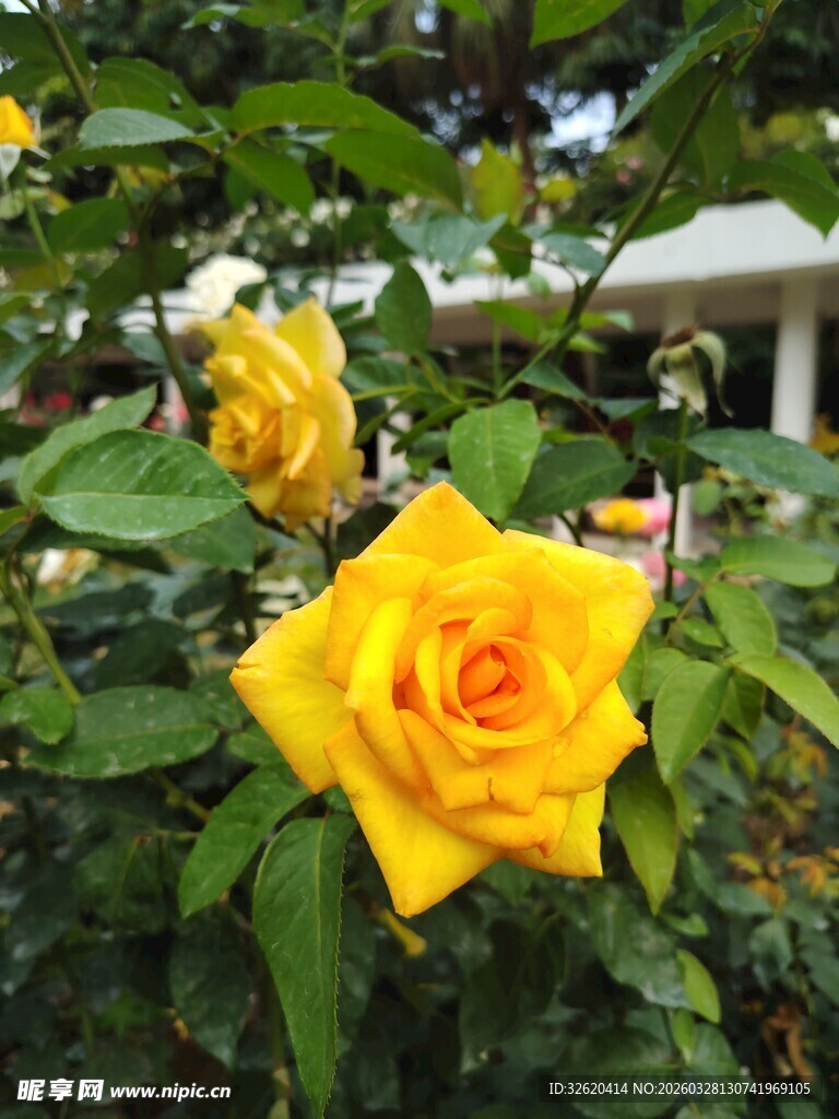娇艳黄玫瑰于绿叶丛中