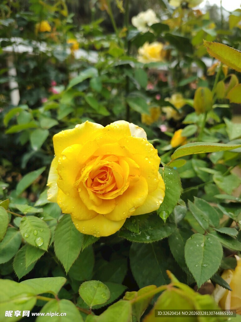 娇艳黄玫瑰绽放绿叶间