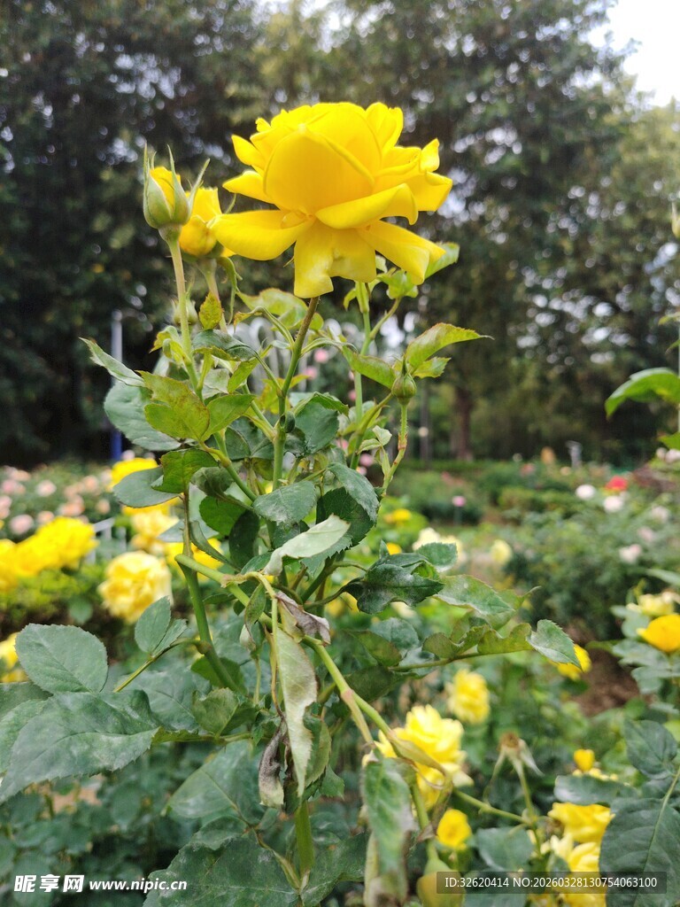 金黄灿烂的美丽花卉绽放