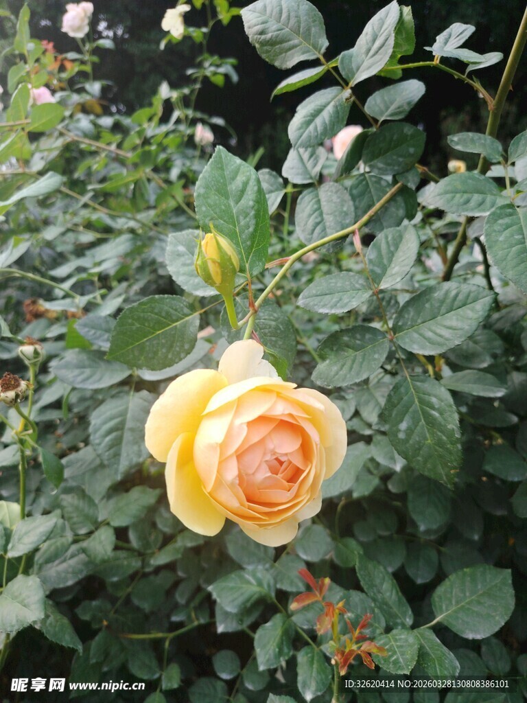 黄玫瑰绽放于绿叶间
