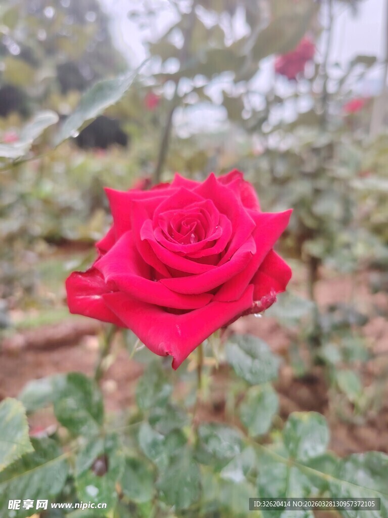 娇艳红玫瑰绽放于花丛