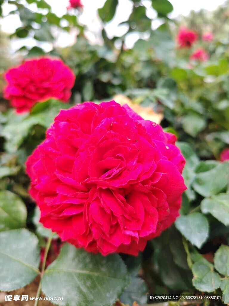 娇艳盛开的红玫瑰