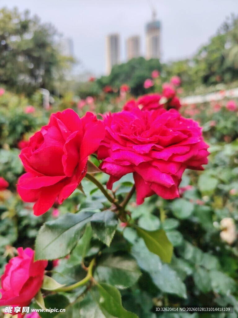 娇艳红玫瑰绽放于花丛