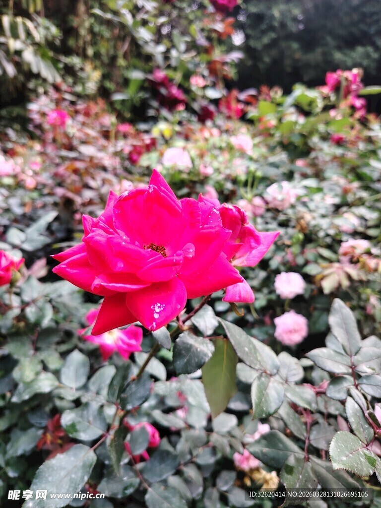 娇艳红玫瑰绽放于绿叶间