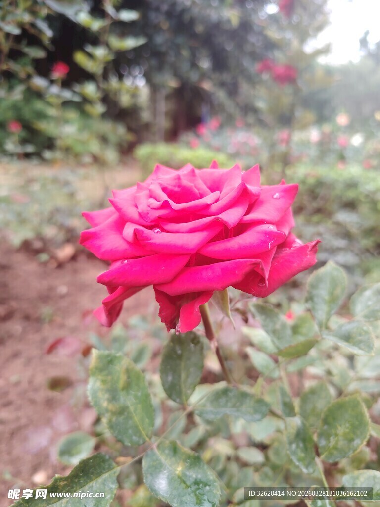 娇艳红玫瑰绽放于绿植间