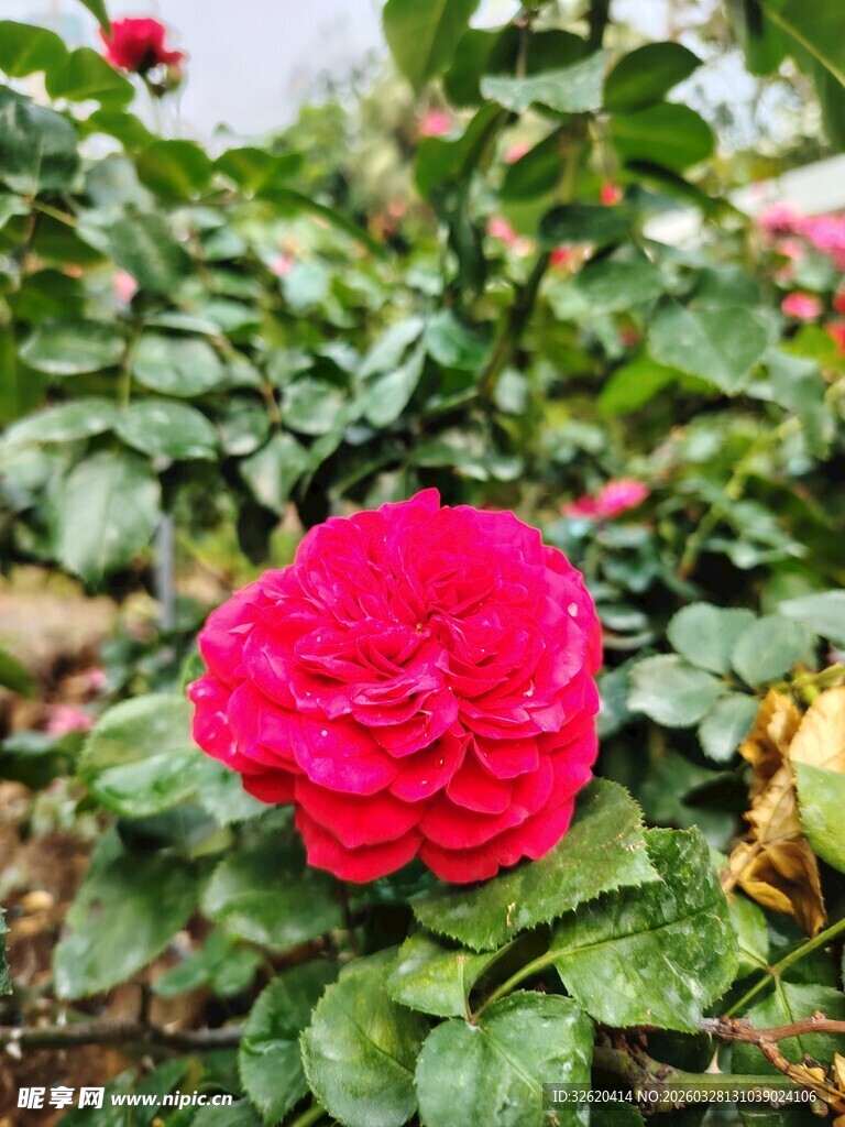 娇艳红玫瑰绽放绿叶间