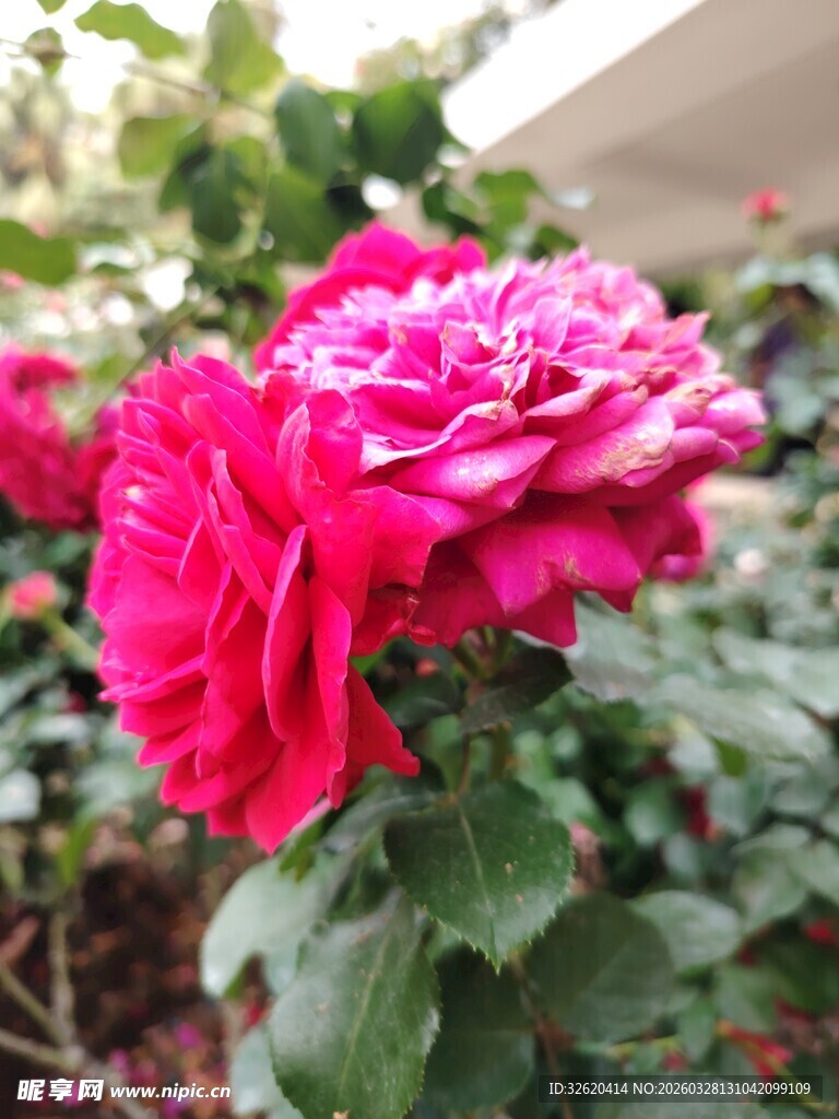 娇艳双色月季花绽放