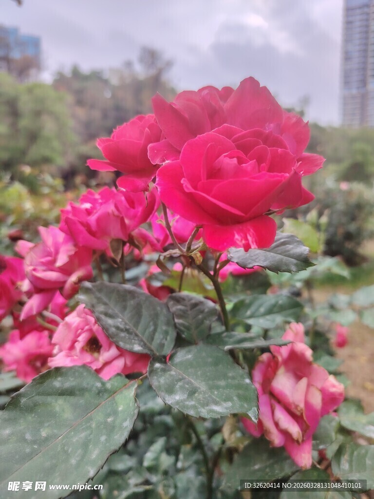 娇艳红玫瑰绽放于绿叶间