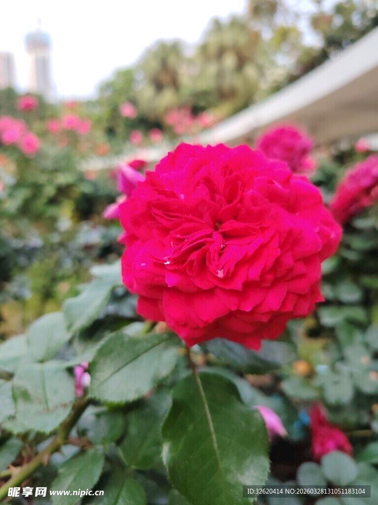 娇艳盛开的红玫瑰