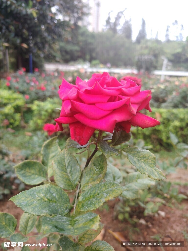 娇艳红玫瑰绽放于花丛中