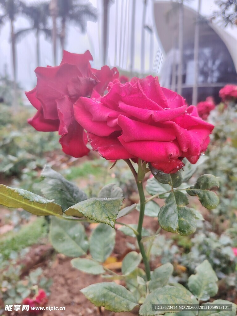 娇艳红玫瑰绽放于花丛中