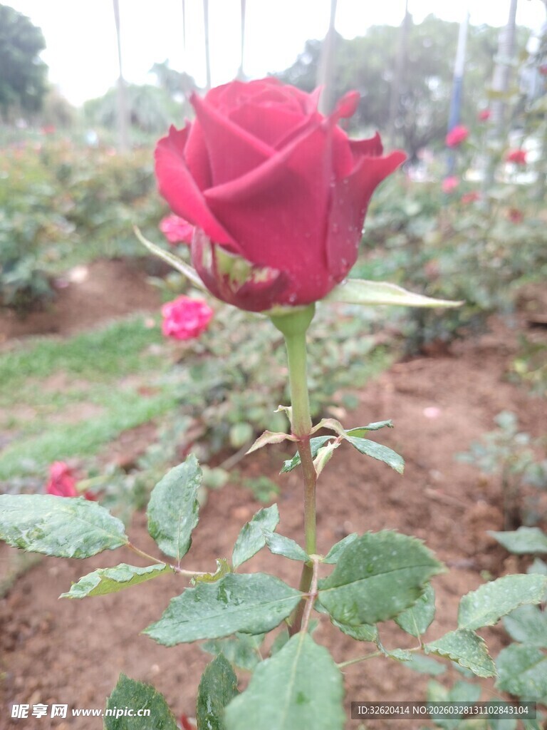 娇艳红玫瑰绽放于花丛中