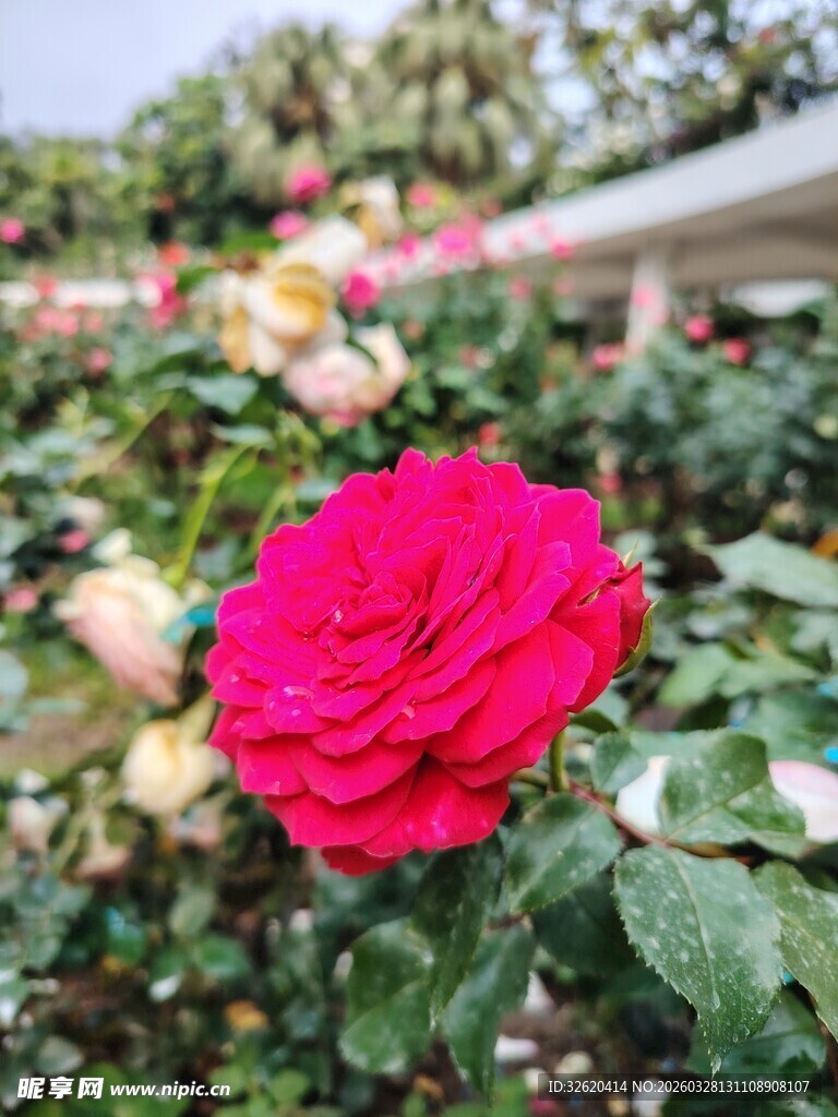 娇艳红玫瑰绽放花丛中