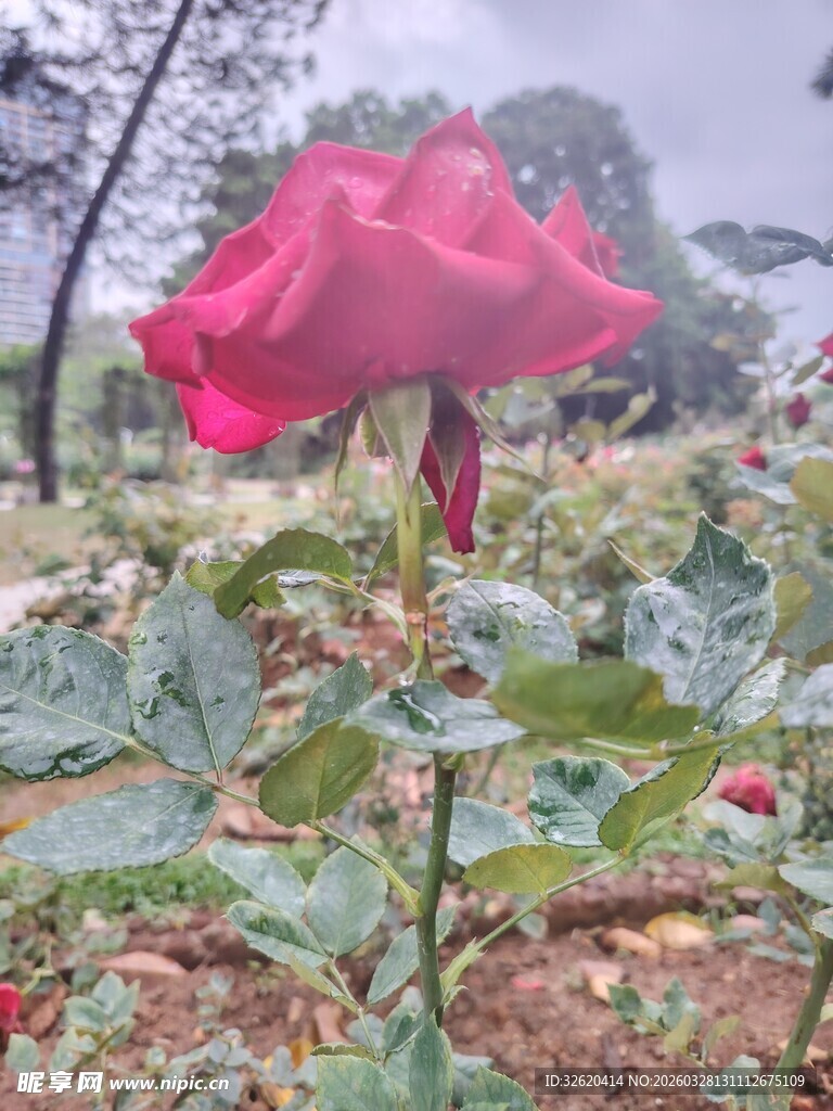 雨中娇艳红玫瑰