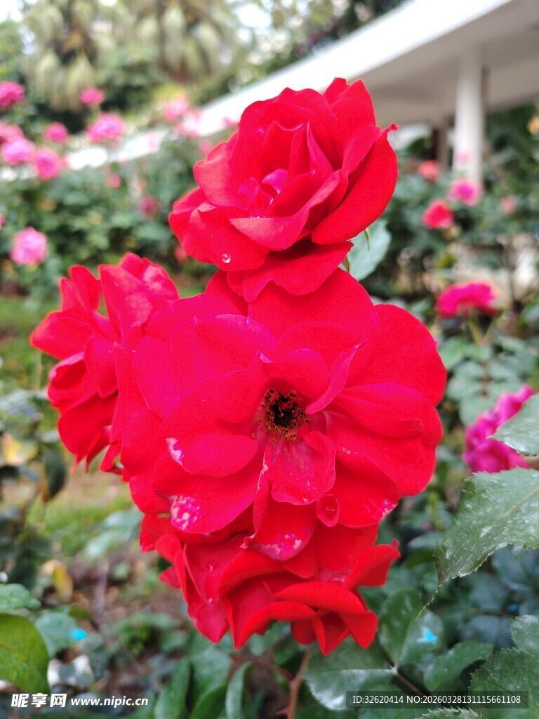 娇艳红玫瑰绽放花丛中