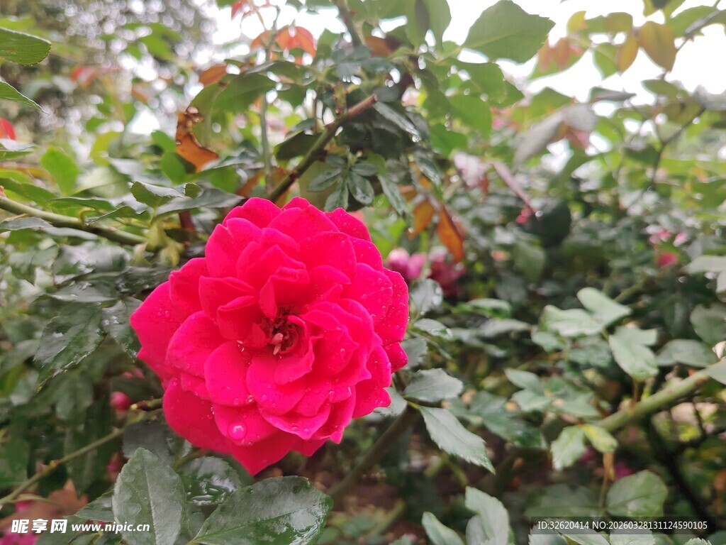 娇艳红玫瑰绽放于绿叶间