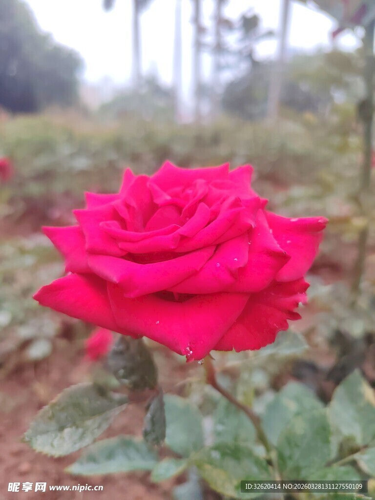 娇艳红玫瑰绽放于草地