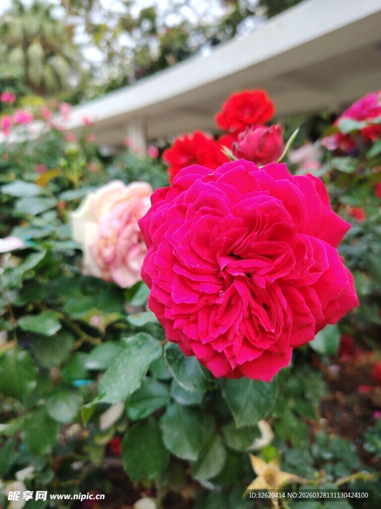 娇艳多彩月季花绽放